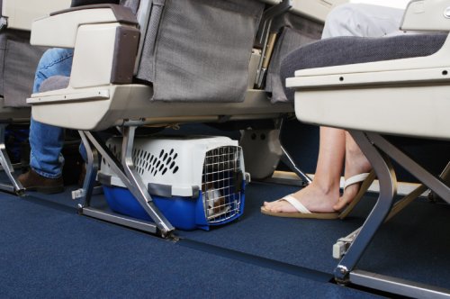 Traveling with pets on Airlines